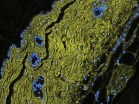 3helix cbp application in immunohistochemistry