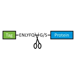 FasTEV Protease