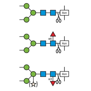 PNGase F-II