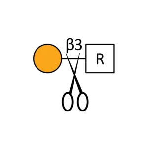 Beta 1,3 Galactosidase