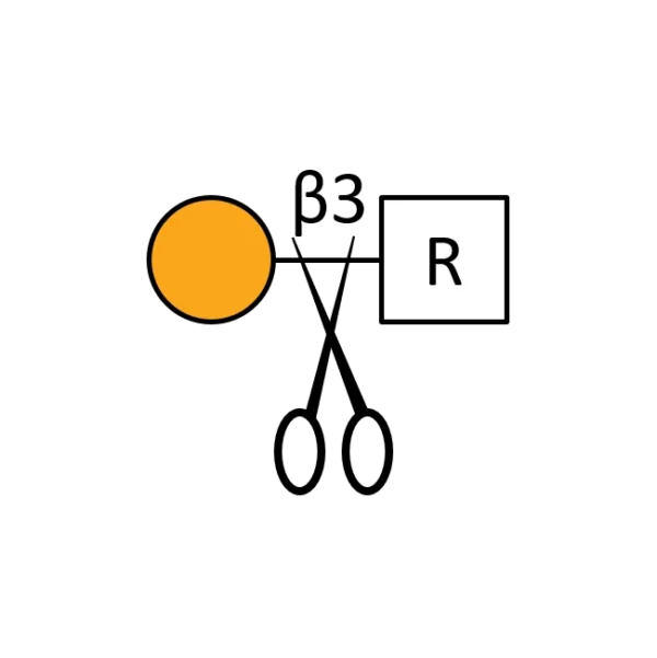 Beta 1,3 Galactosidase