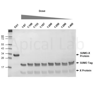 SUMO Protease (ULP1)